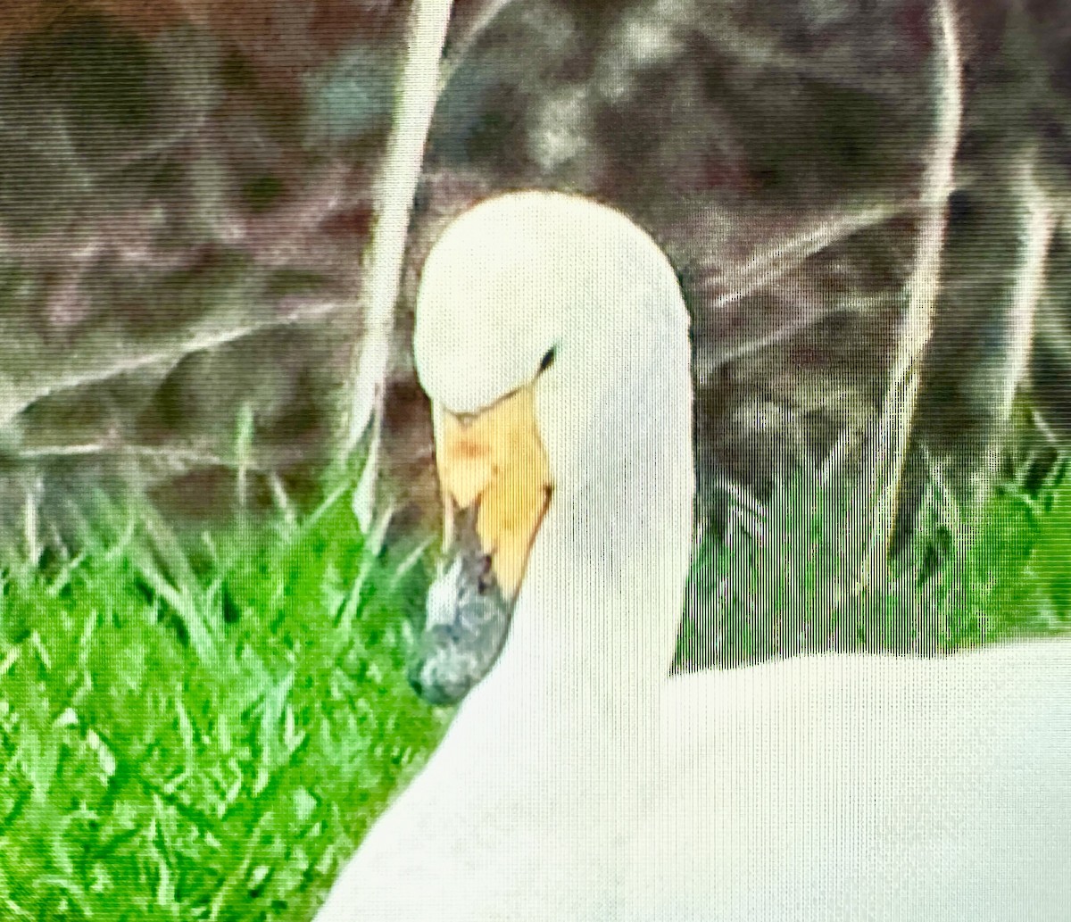 Cygne chanteur - ML615031264