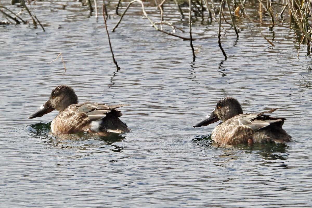 Northern Shoveler - ML615031267