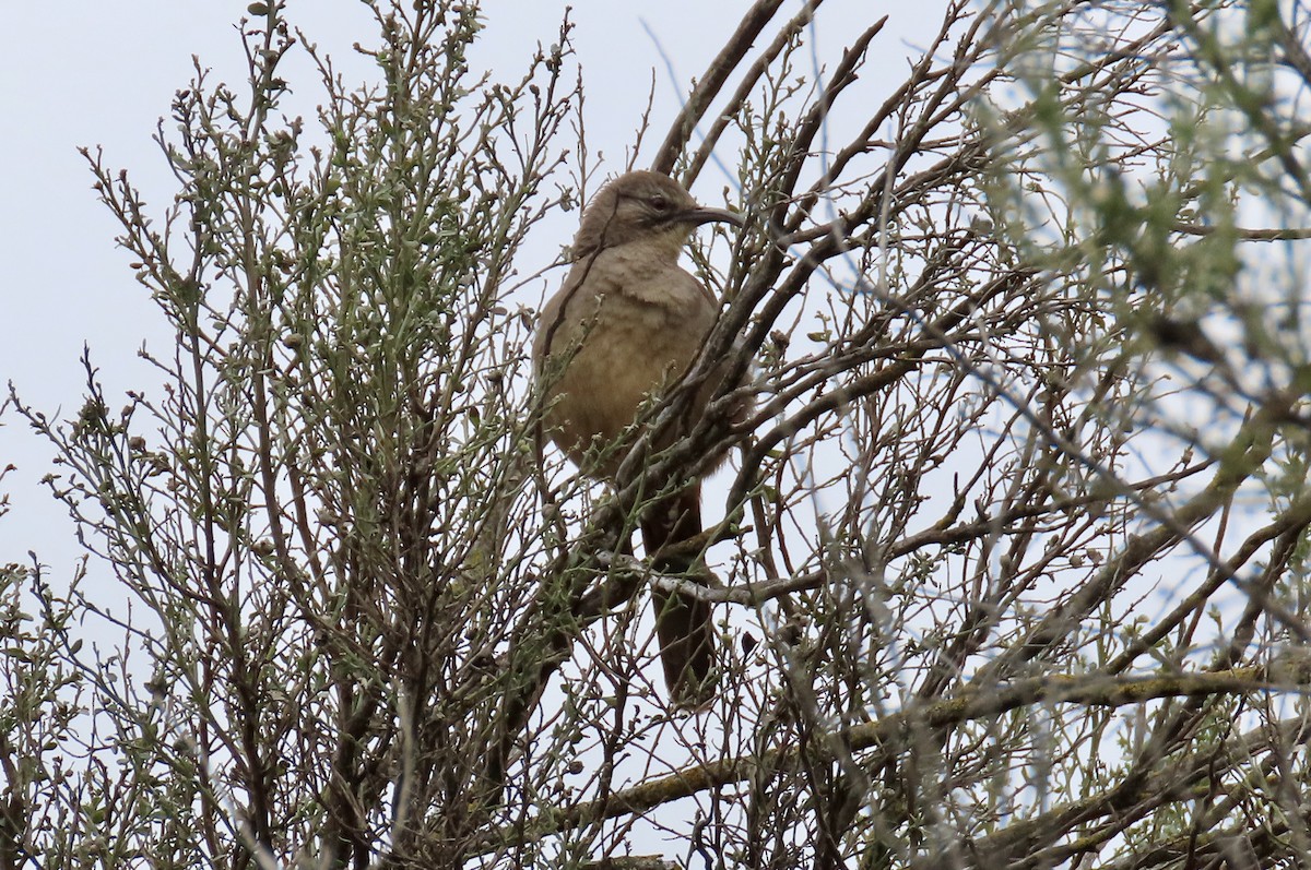 California Thrasher - ML615031290