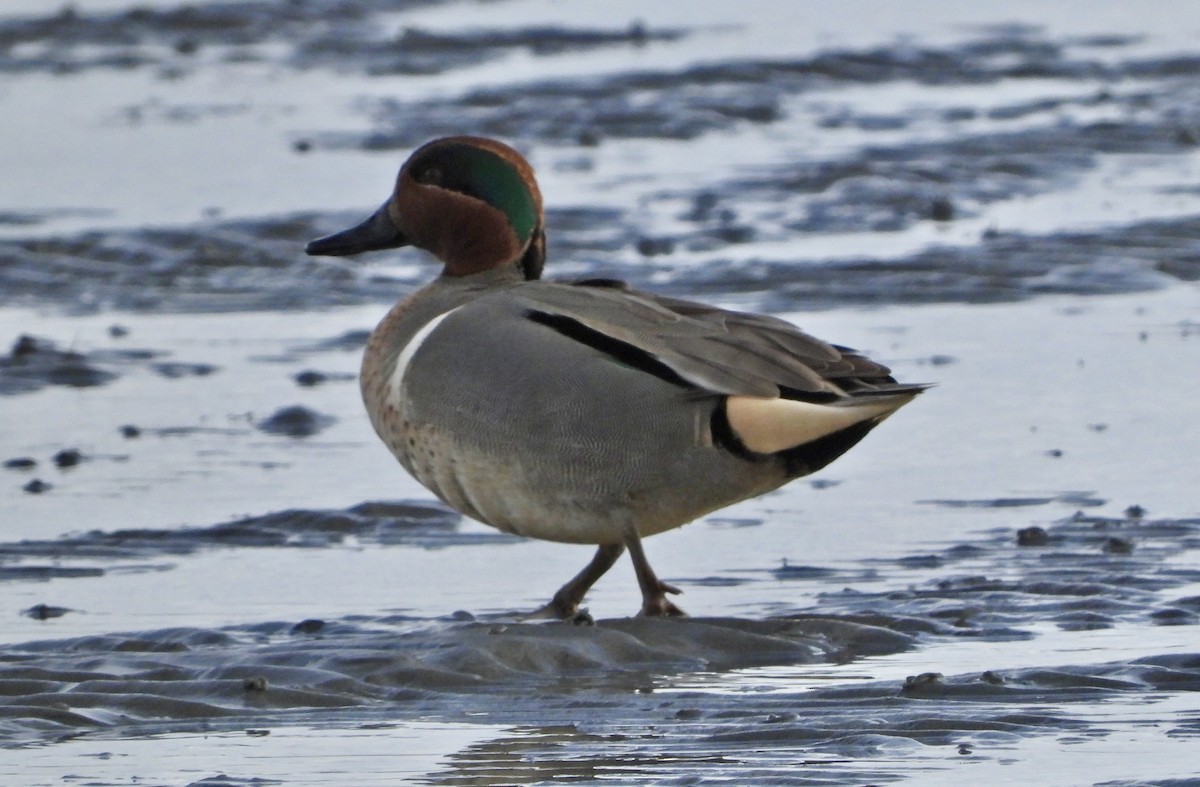 Green-winged Teal - ML615031291