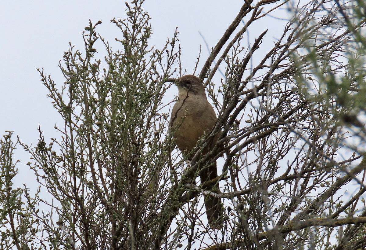 California Thrasher - ML615031292