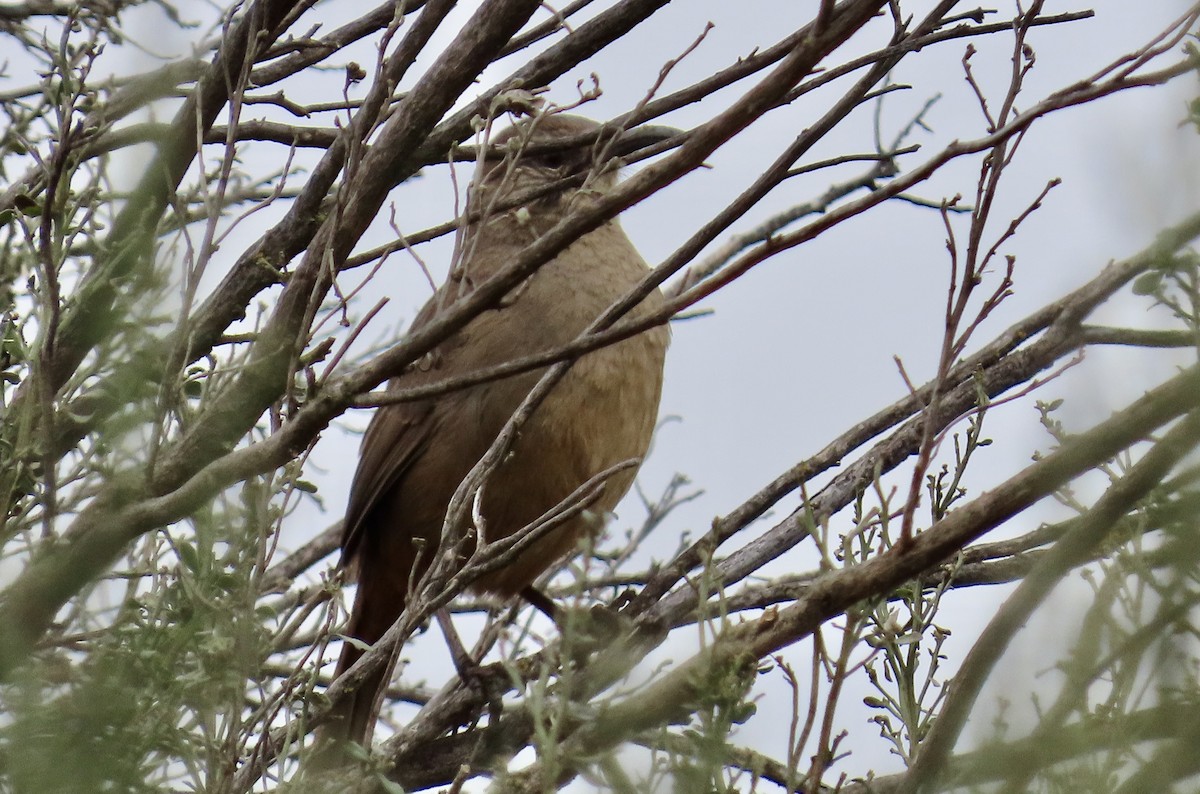 California Thrasher - ML615031299