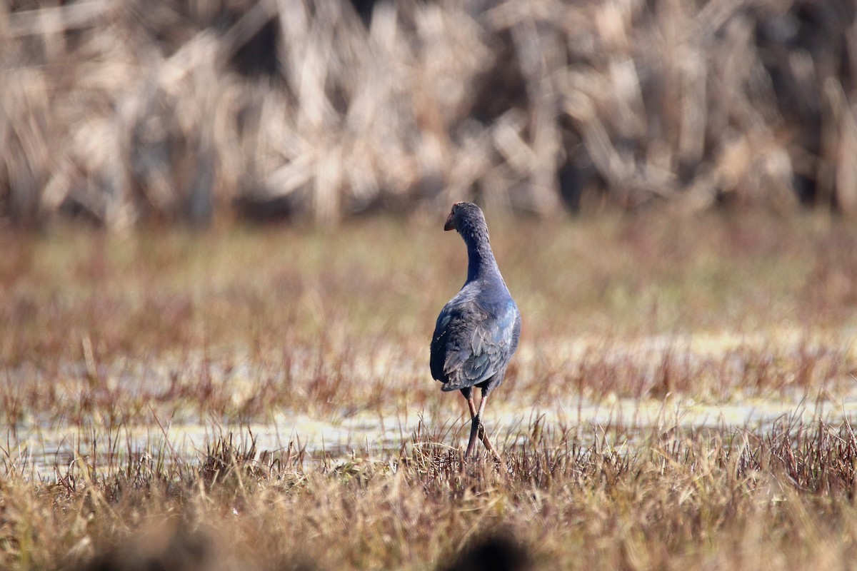 Gray-headed Swamphen - ML615031316