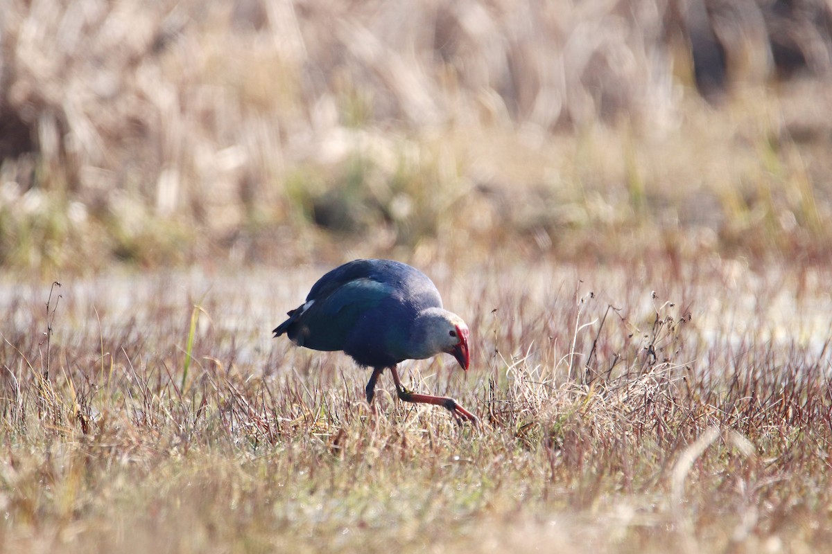 Gray-headed Swamphen - ML615031317