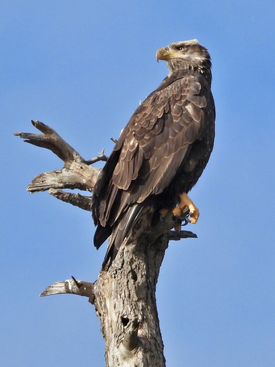 Ak Başlı Kartal - ML615031319