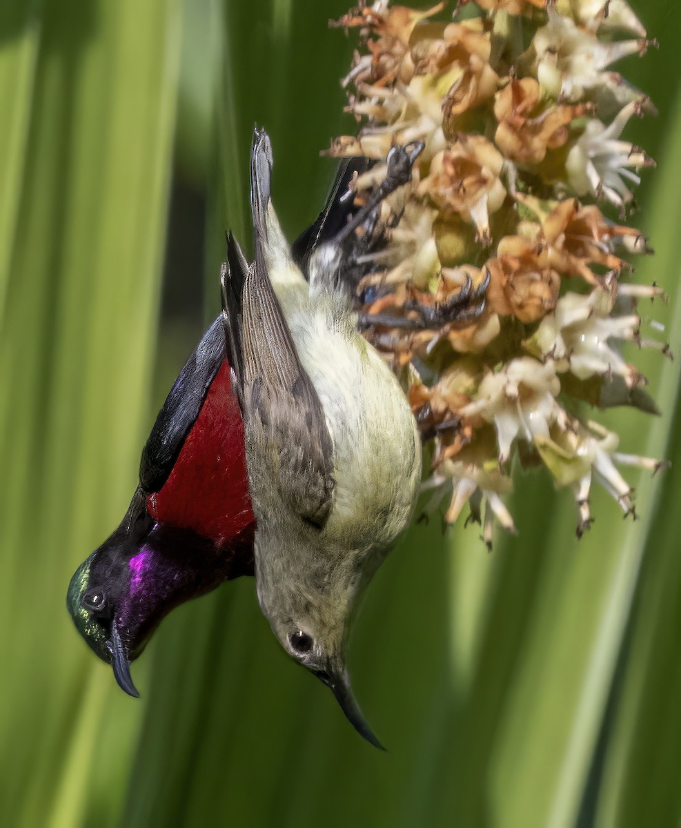 Van Hasselt's Sunbird - ML615031325