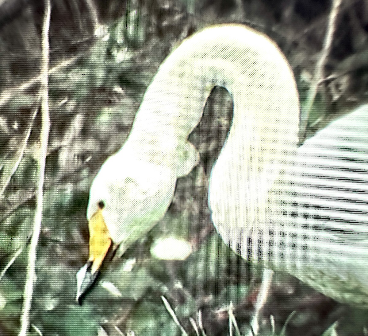 Whooper Swan - ML615031328