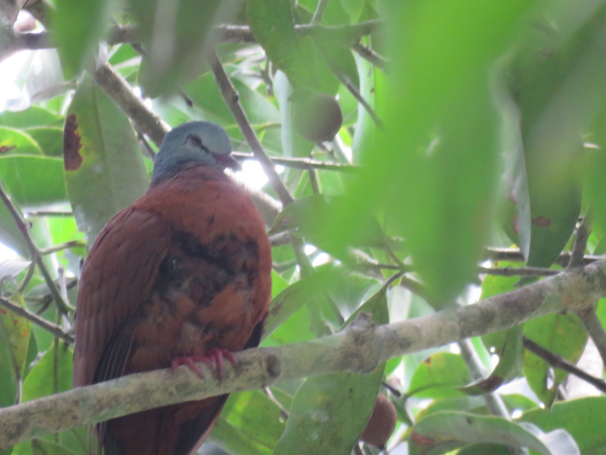 Blue-headed Wood-Dove - ML615031334