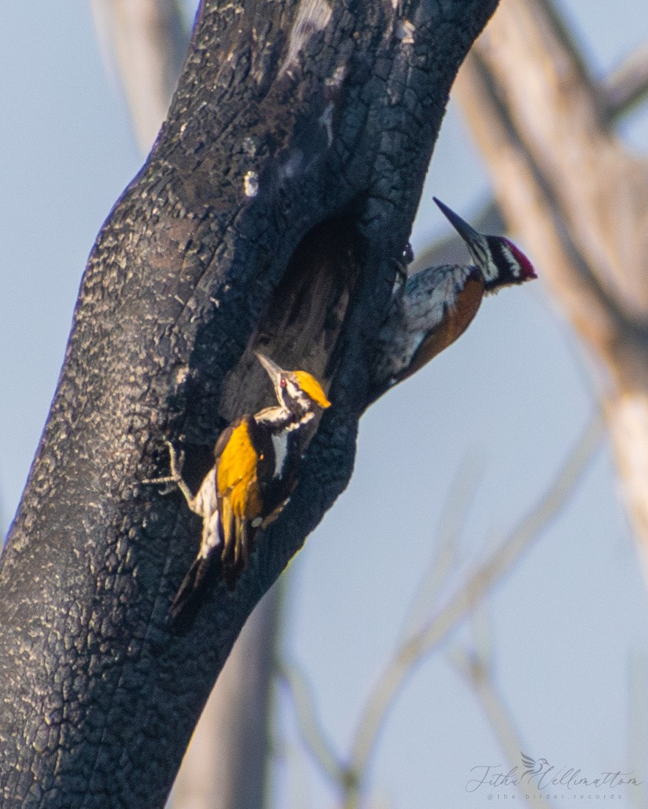 White-naped Woodpecker - ML615031341