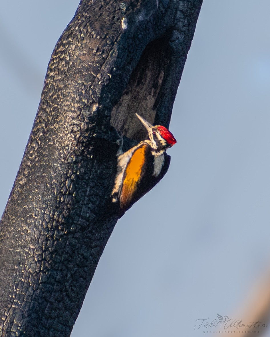 White-naped Woodpecker - ML615031342