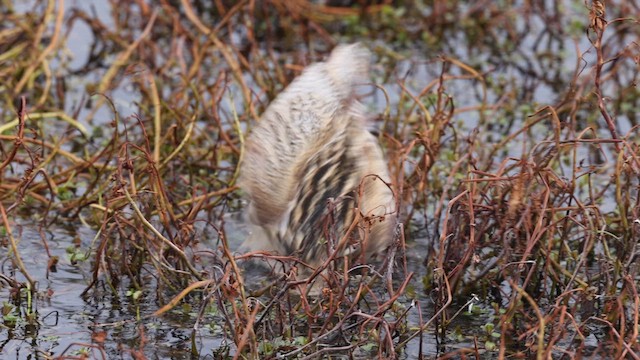 Eurasian Bittern - ML615031409