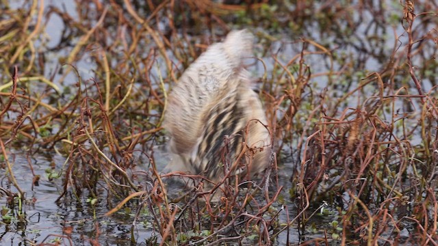 Great Bittern - ML615031409