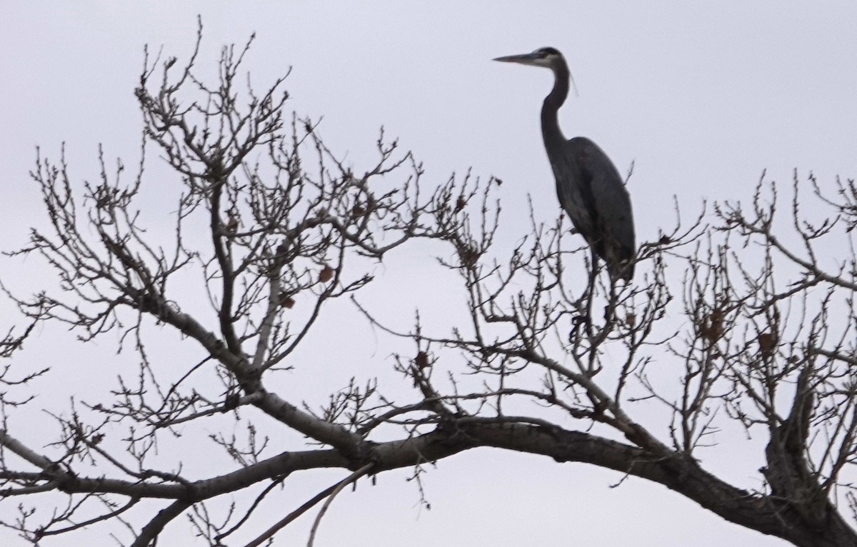 Great Blue Heron - ML615031450