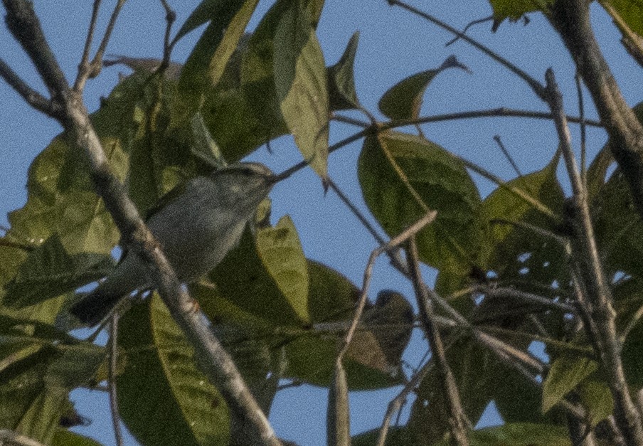 Yellow-browed Warbler - ML615031514