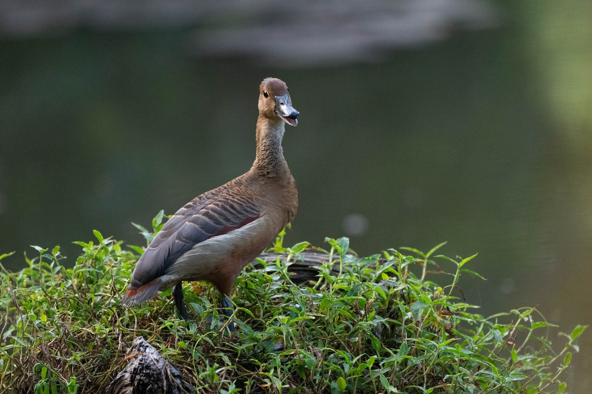 Lesser Whistling-Duck - Nick Hardcastle