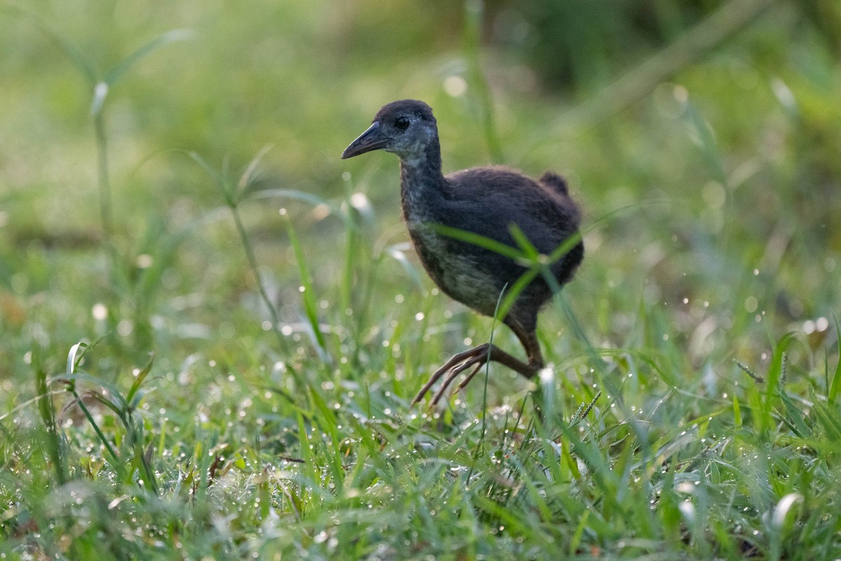 Gray-headed Swamphen - ML615031523