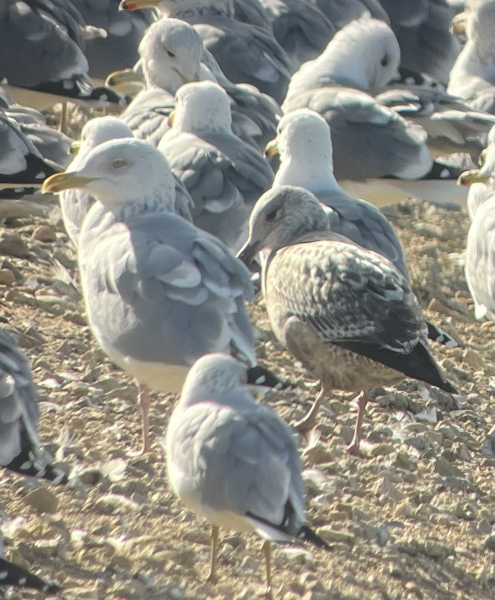 Herring Gull - ML615031535