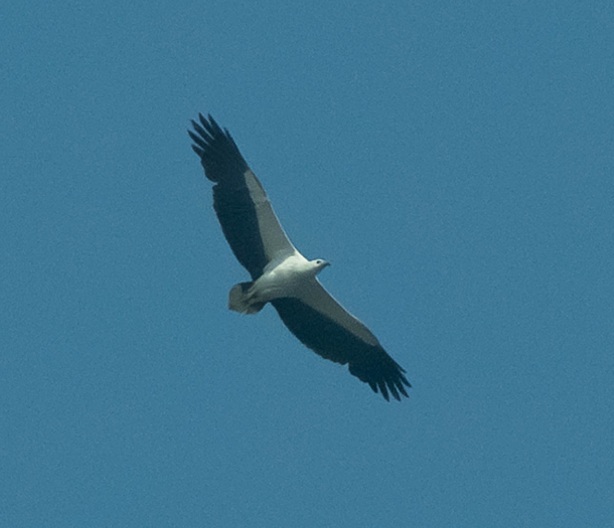 White-bellied Sea-Eagle - Nick Hardcastle