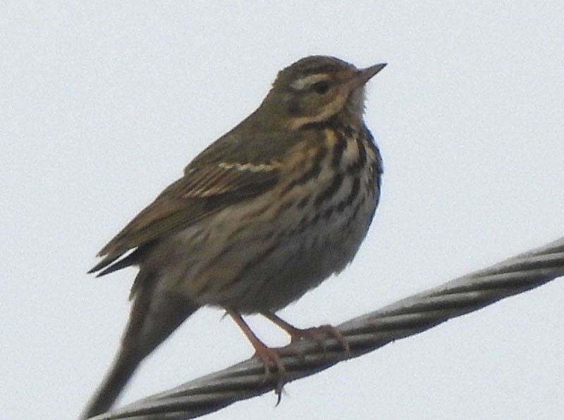 Olive-backed Pipit - ML615031594
