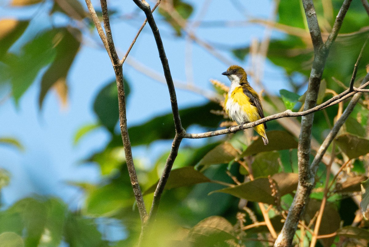 Yellow-sided Flowerpecker - Vincent Romera
