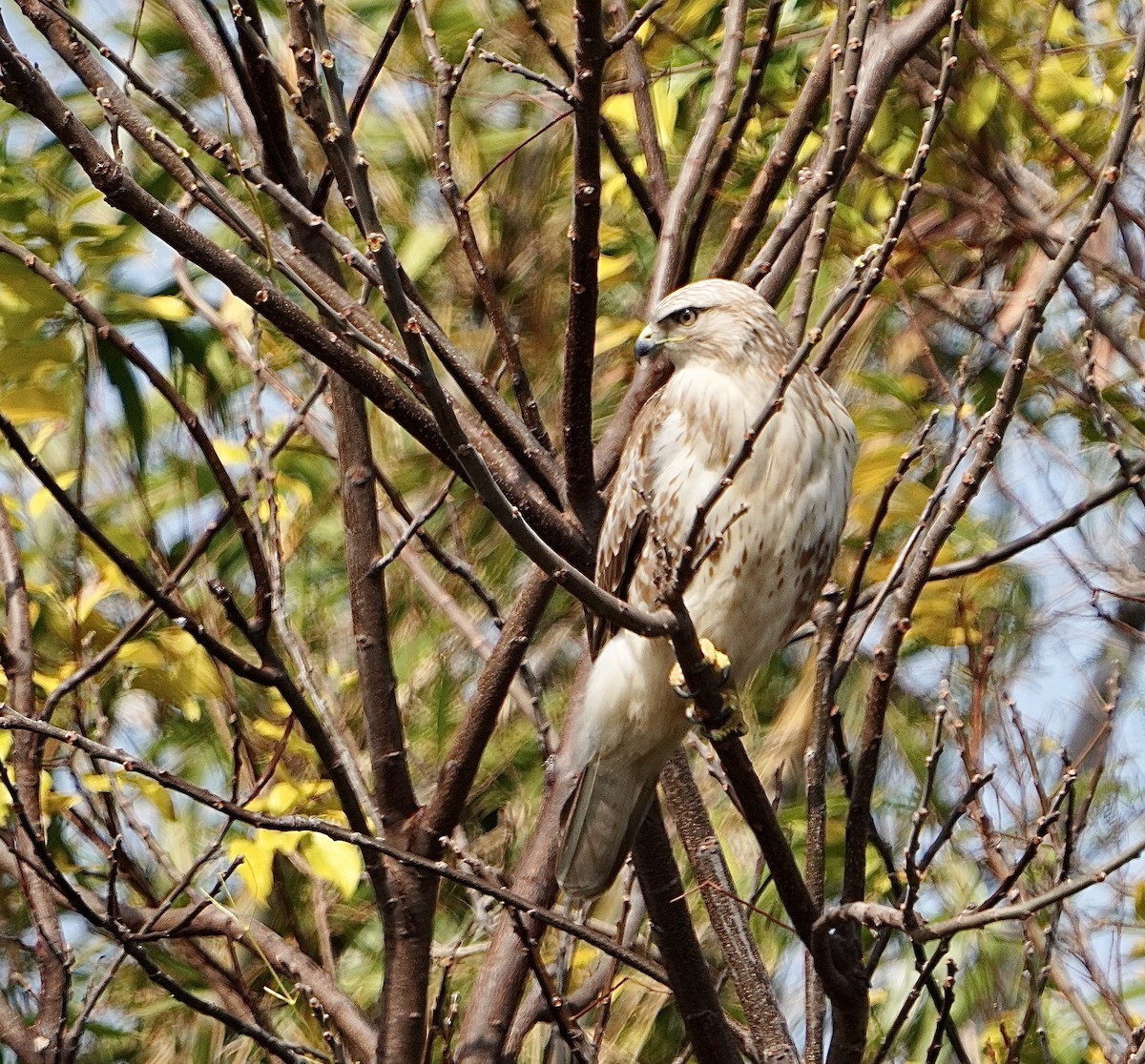 Eastern Buzzard - ML615031657