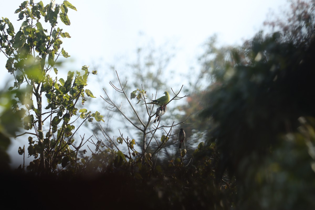 Pin-tailed Green-Pigeon - ML615031668