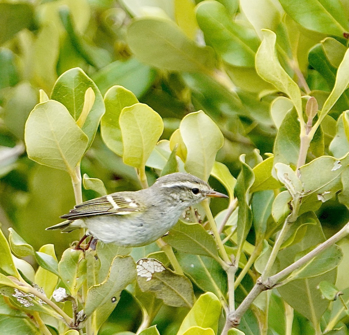 Yellow-browed Warbler - ML615031675