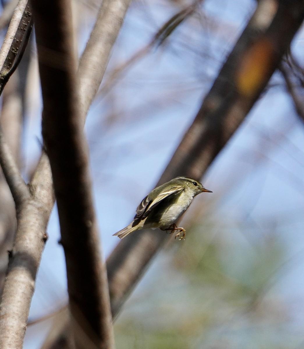 Yellow-browed Warbler - ML615031676