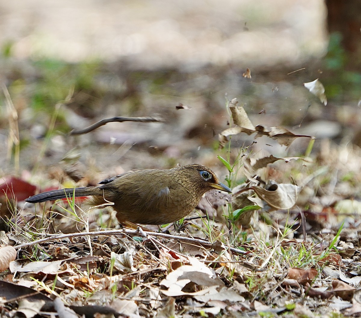 Chinese Hwamei - ML615031694