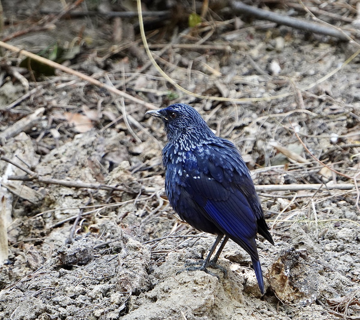 Blue Whistling-Thrush - ML615031708