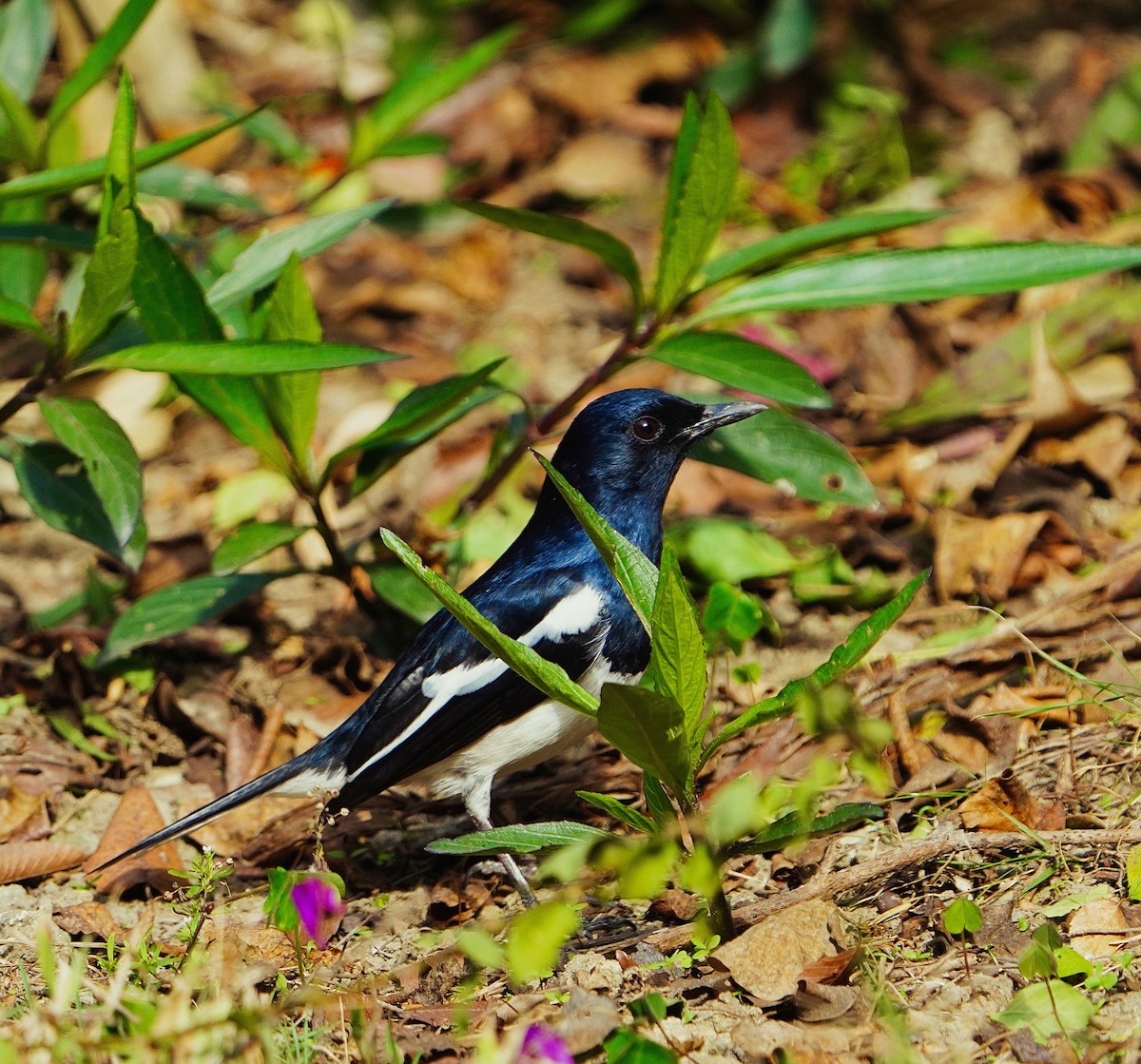 Oriental Magpie-Robin - ML615031728