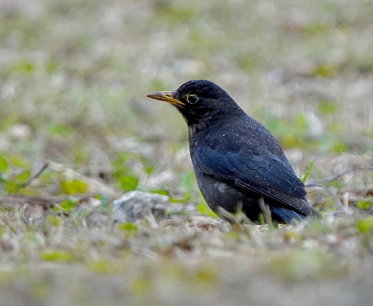 Chinese Blackbird - ML615031732