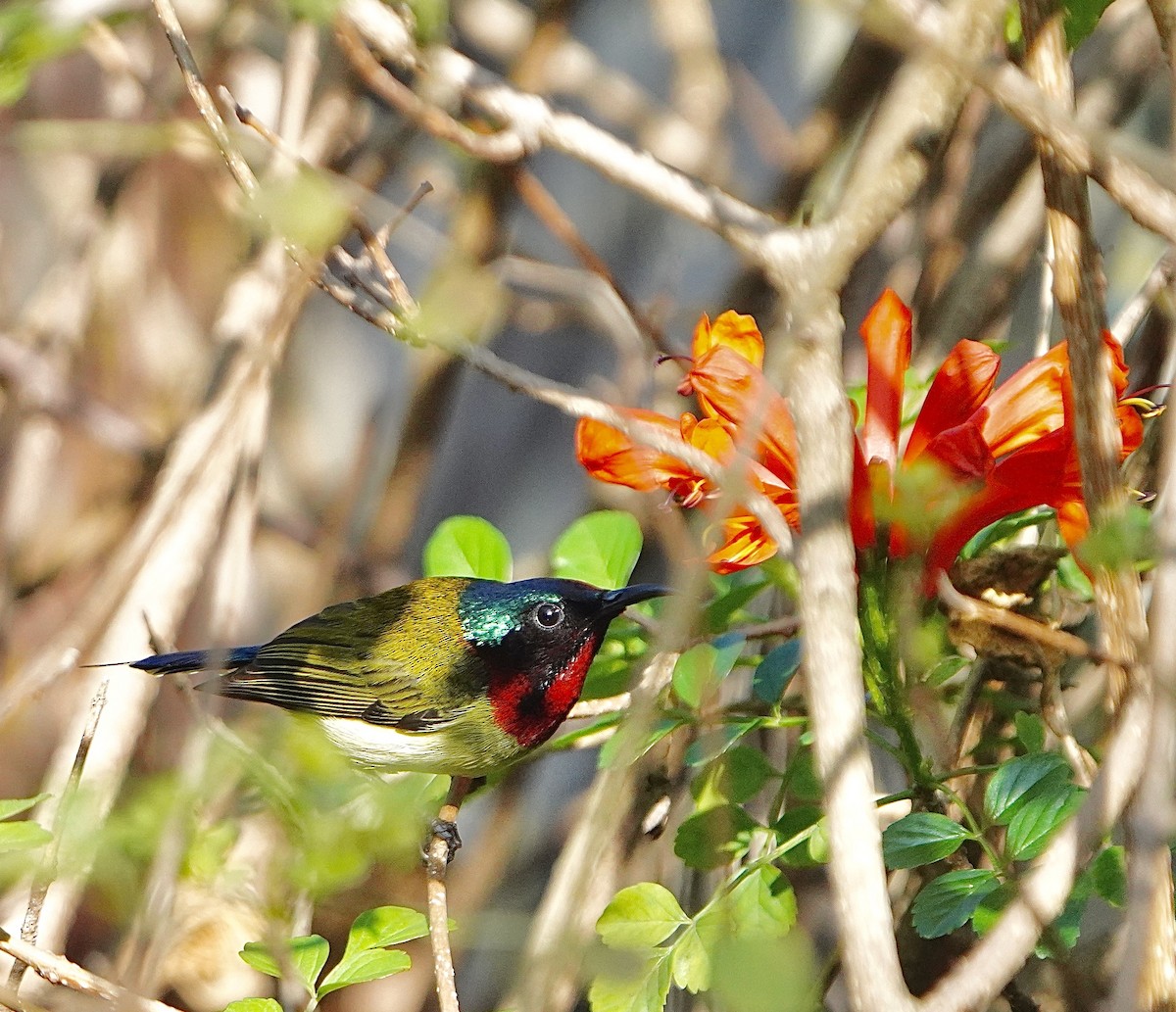 Fork-tailed Sunbird - ML615031739