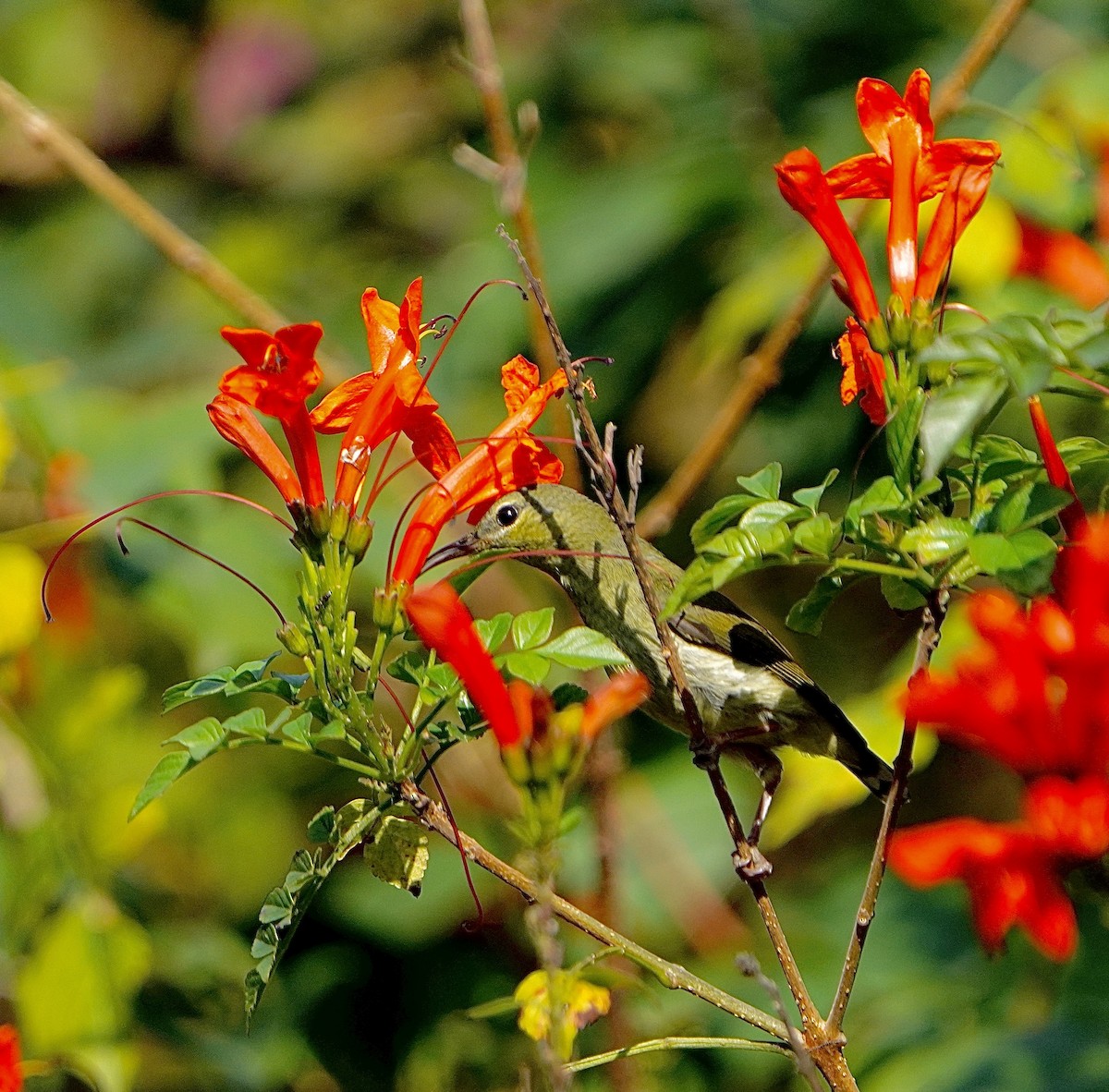 Fork-tailed Sunbird - ML615031742