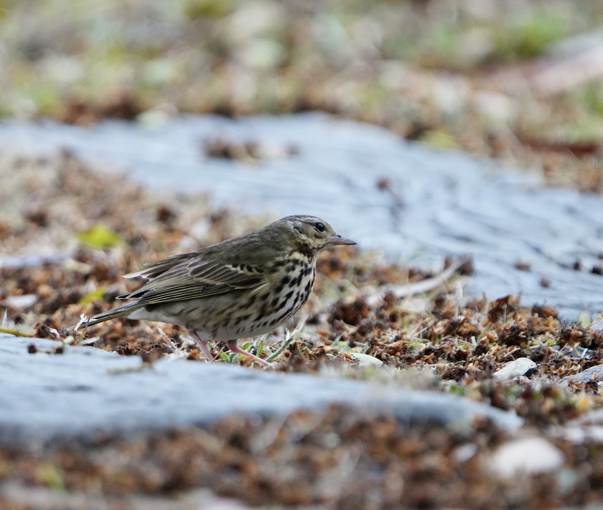 Olive-backed Pipit - ML615031756