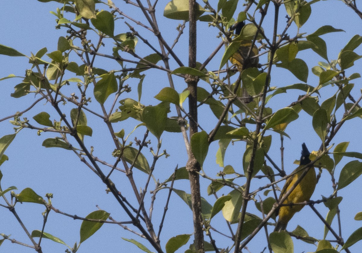 Black-crested Bulbul - ML615031820