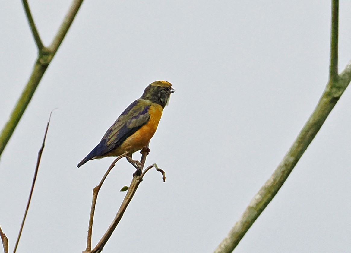 Orange-crowned Euphonia - ML615031873