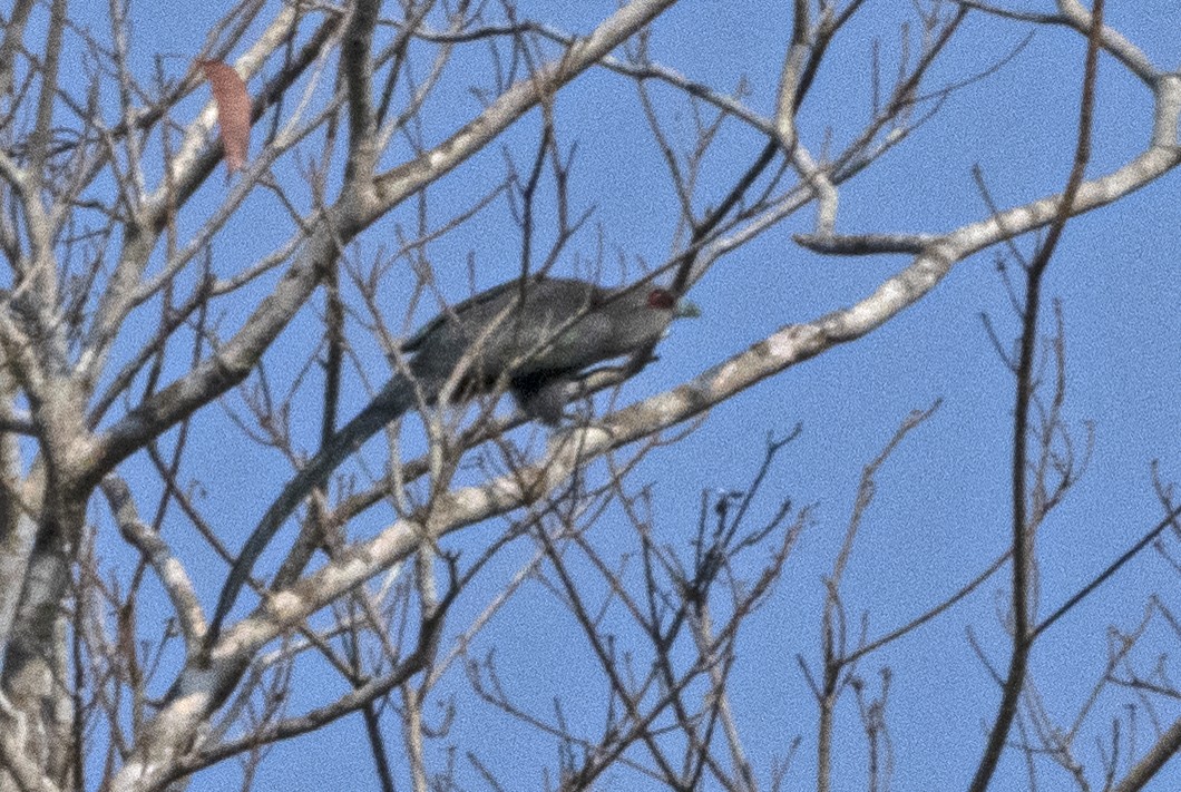 Green-billed Malkoha - ML615031883