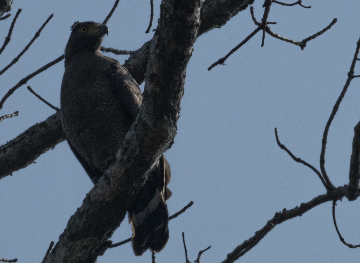 Crested Serpent-Eagle - ML615031902