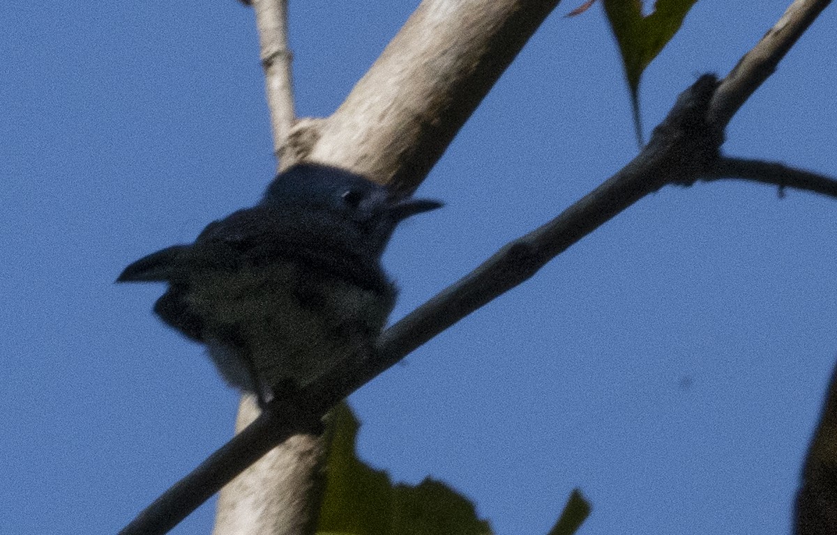 Black-naped Monarch - ML615031922