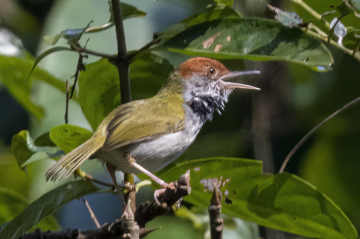 Dark-necked Tailorbird - ML615031930