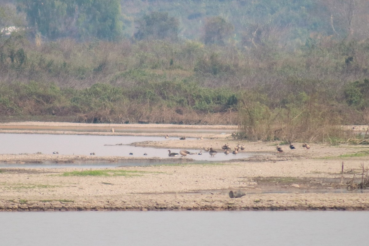 Greater White-fronted Goose - Supot Surapaetang