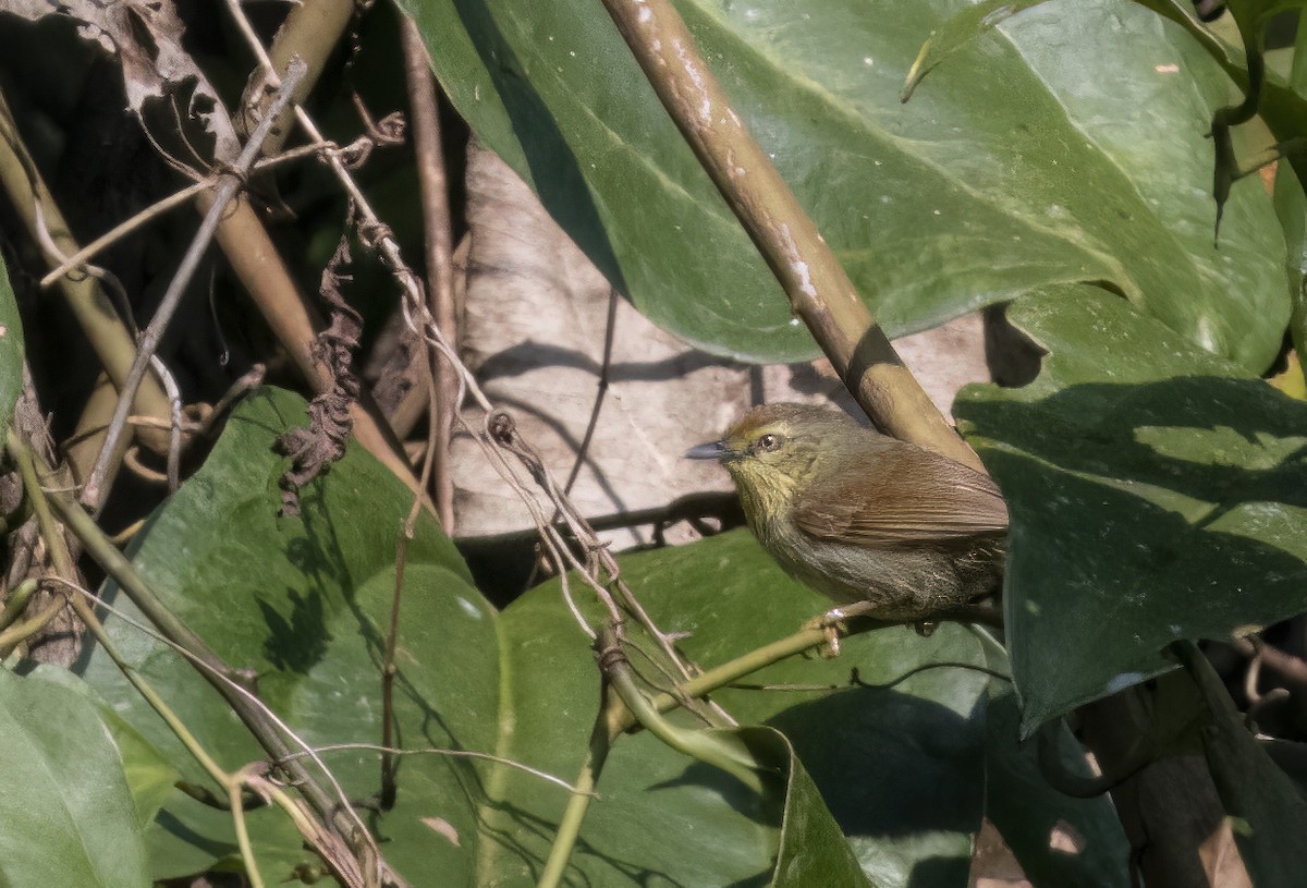 Pin-striped Tit-Babbler - ML615031939