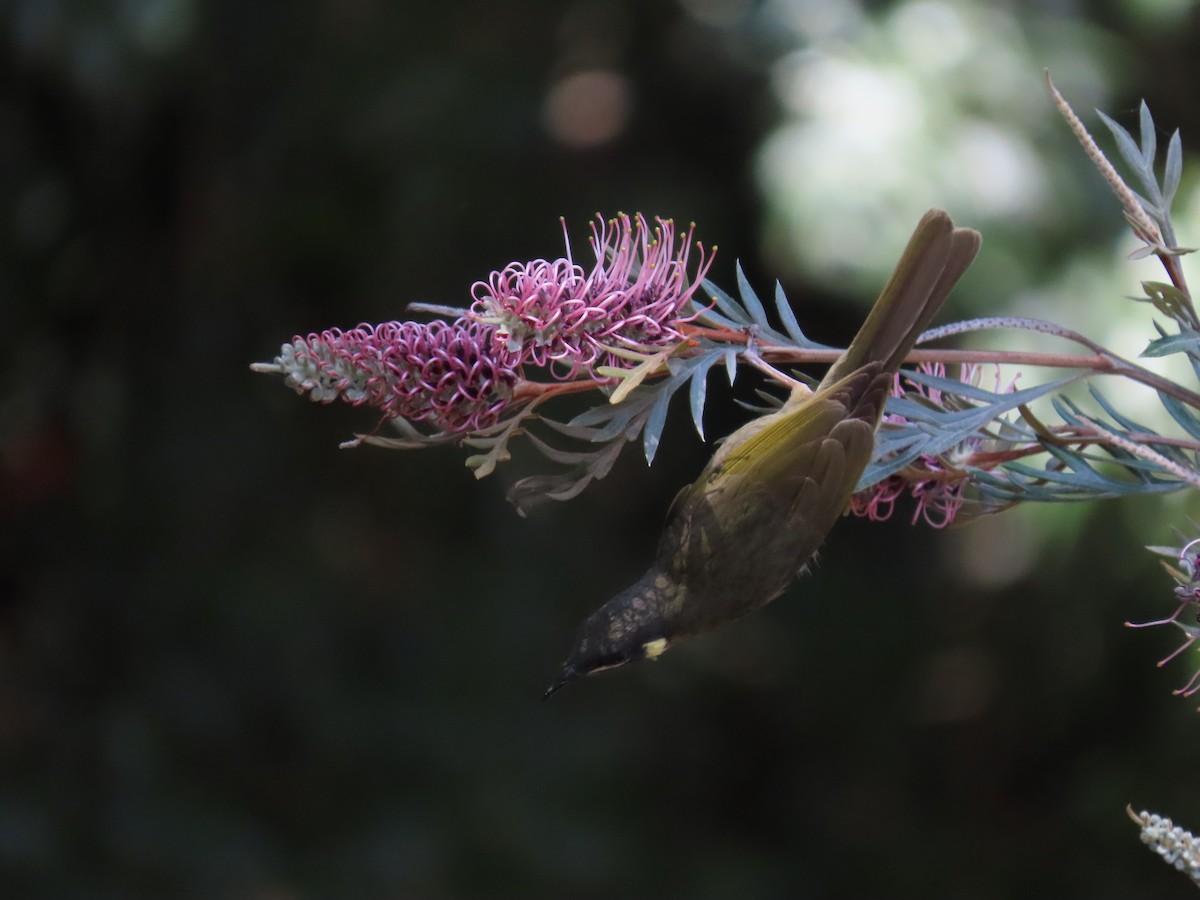 Lewin's Honeyeater - ML615031963