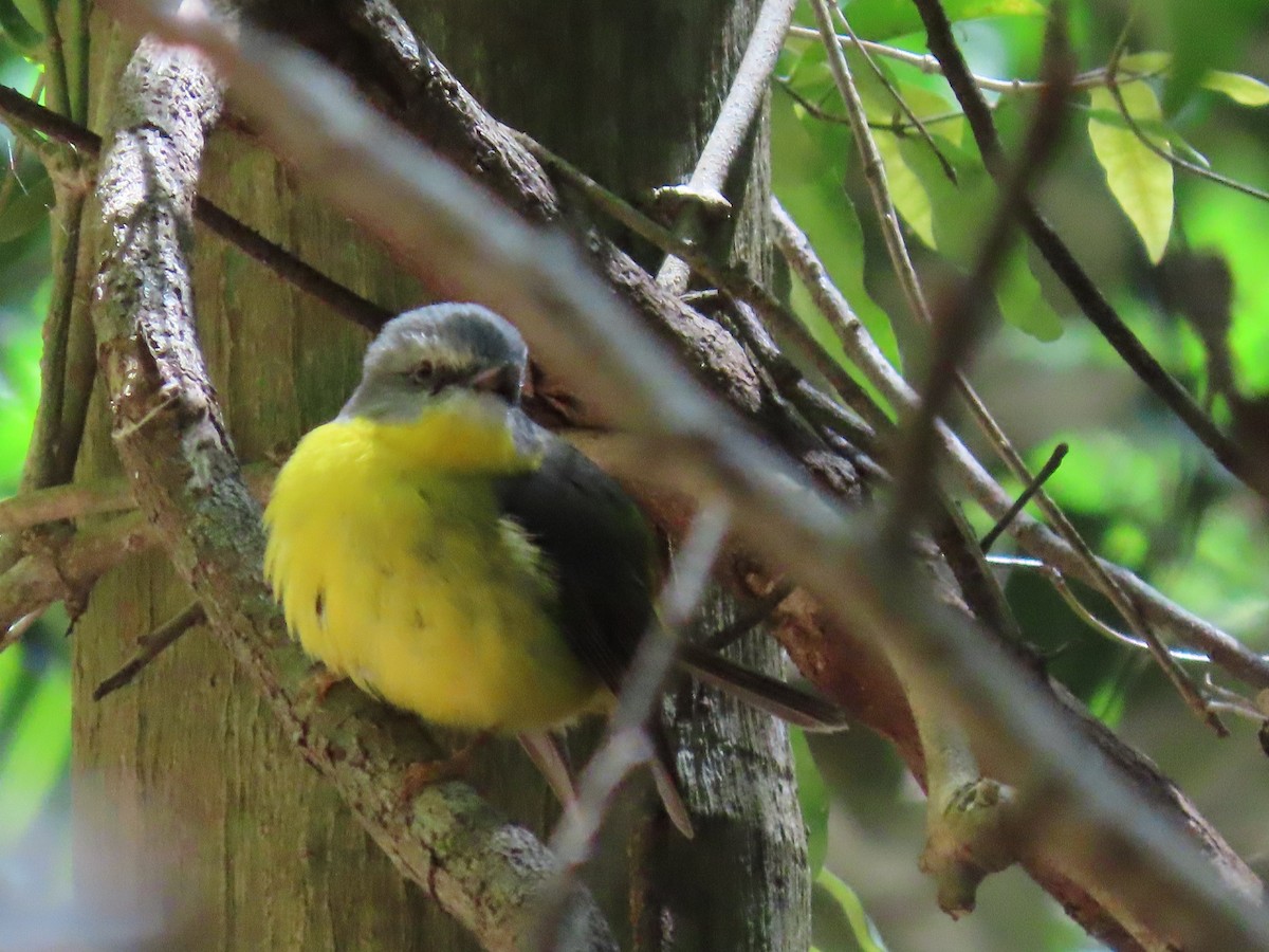 Eastern Yellow Robin - ML615031967