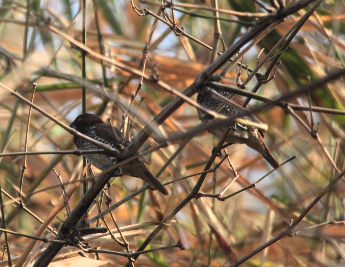 Scaly-breasted Munia - ML615032013