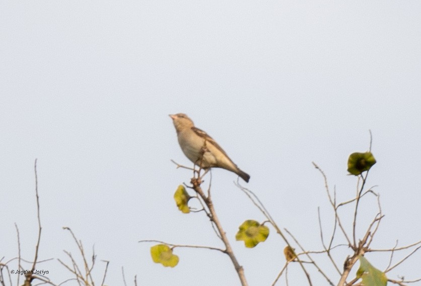 Yellow-throated Sparrow - ML615032149