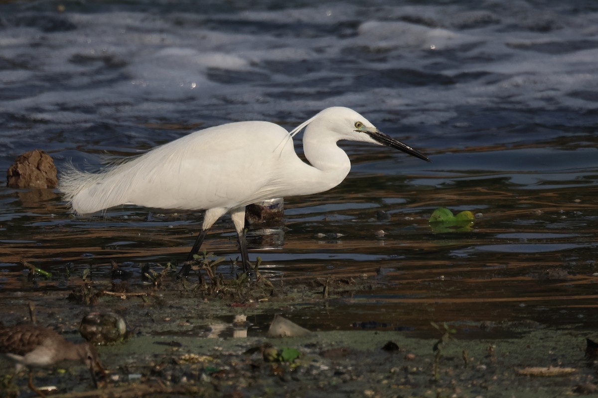 Little Egret - ML615032180