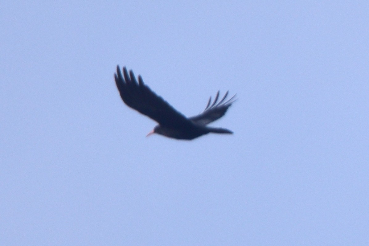 Red-billed Chough - Kudaibergen Amirekul