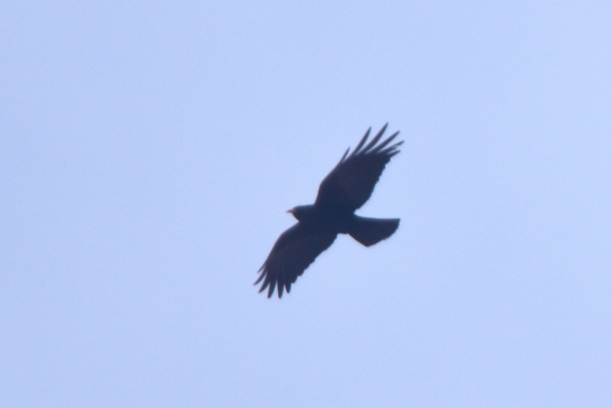 Red-billed Chough - Kudaibergen Amirekul